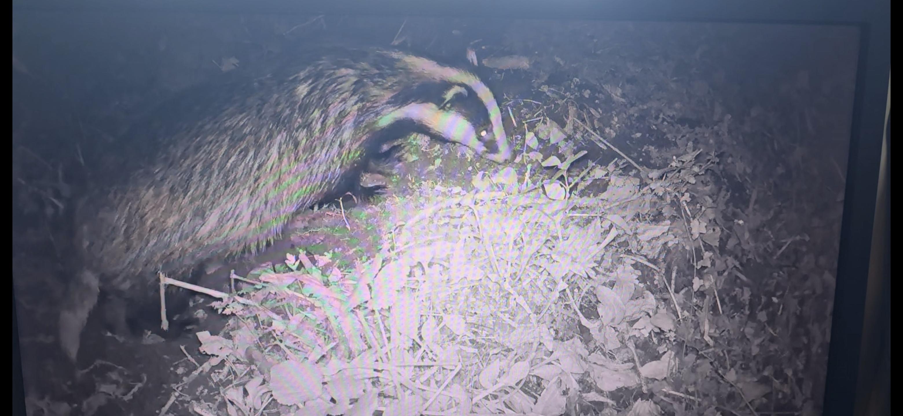 Going the extra mile to keep badgers safe and our project moving